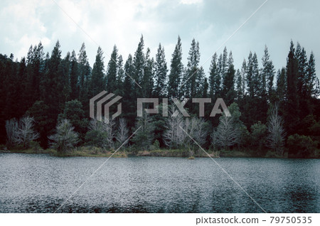 Lake and pine forest at Liwong public park Lake and pine forest at Liwong public park 79750535