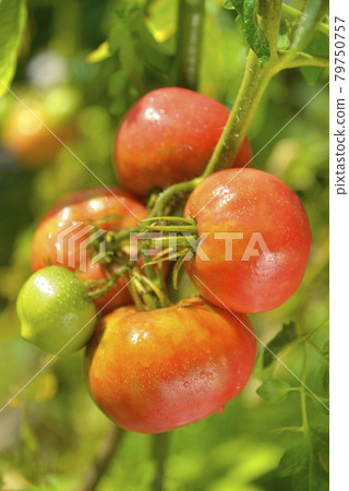 Ripe tomatoes in the field 79750757