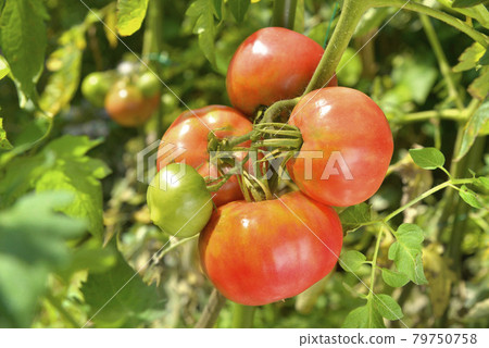 Ripe tomatoes in the field Ripe tomatoes in the field 79750758
