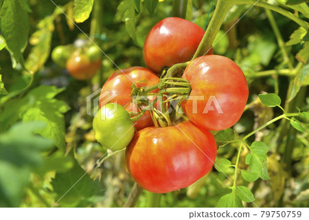 Ripe tomatoes in the field 79750759