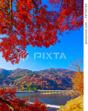 Arashiyama和Togetsu橋的秋葉 79750784