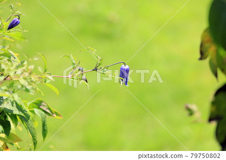Clematis flower floating boat 79750802