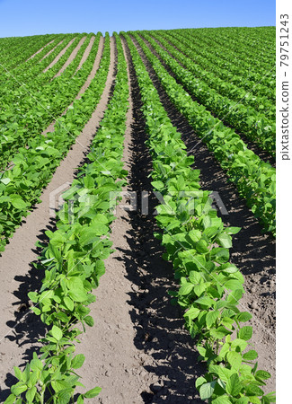 Photographing the scenery of a soybean field in Assabu, Hokkaido in the summer Photographing the scenery of a soybean field in Assabu, Hokkaido in the summer 79751243