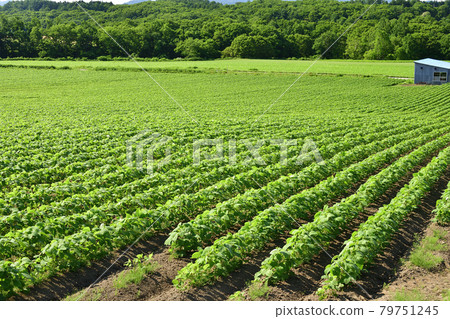 Photographing the scenery of a soybean field in Assabu, Hokkaido in the summer Photographing the scenery of a soybean field in Assabu, Hokkaido in the summer 79751245