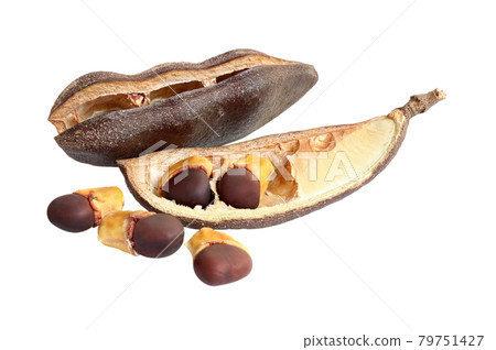 pod, black seed, of Afzelia isolated on white background pod, black seed, of Afzelia isolated on white background 79751427