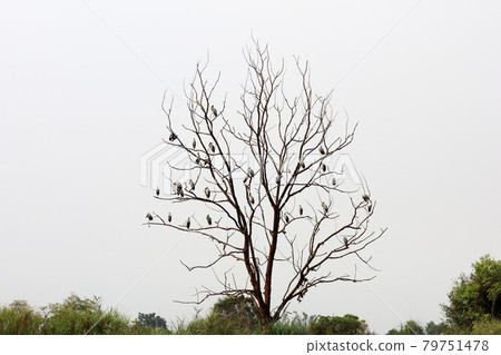 Asian Openbill Stork (Anastomus oscitans) sitting on leafless tree Asian Openbill Stork (Anastomus oscitans) sitting on leafless tree 79751478