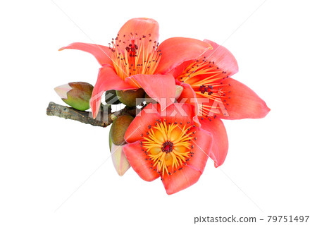 Red cotton tree flowers on white background 79751497