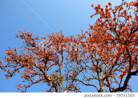Palash flower tree, Butea Monosperma or palash flower Palash flower tree, Butea Monosperma or palash flower 79751505