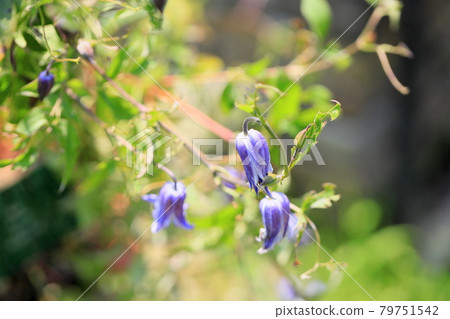 Clematis flower floating boat 79751542