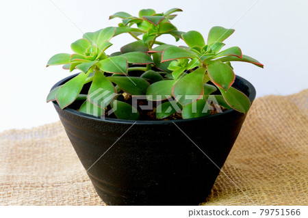 Succulent plant Aoenium potted plant Succulent plant Aoenium potted plant 79751566