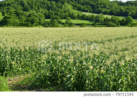 拍攝夏季北海道厚生縣盛開的玉米地的景色 79751595