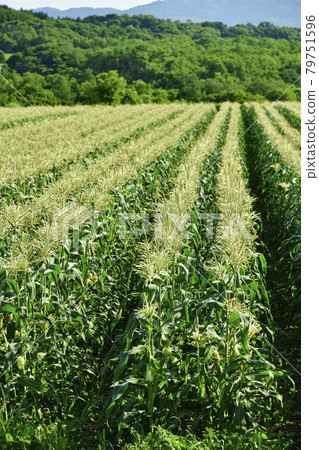 Photographing the scenery of a corn field where flowers have begun to bloom in Assabu, Hokkaido in the summer Photographing the scenery of a corn field where flowers have begun to bloom in Assabu, Hokkaido in the summer 79751596