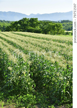 Photographing the scenery of a corn field where flowers have begun to bloom in Assabu, Hokkaido in the summer Photographing the scenery of a corn field where flowers have begun to bloom in Assabu, Hokkaido in the summer 79751597
