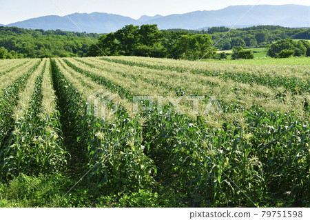 Photographing the scenery of a corn field where flowers have begun to bloom in Assabu, Hokkaido in the summer Photographing the scenery of a corn field where flowers have begun to bloom in Assabu, Hokkaido in the summer 79751598