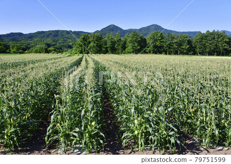 拍攝夏季北海道厚生縣盛開的玉米地的景色 拍攝夏季北海道厚生縣盛開的玉米地的景色 79751599