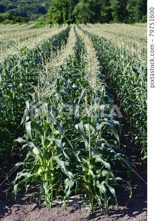 拍攝夏季北海道厚生縣盛開的玉米地的景色 拍攝夏季北海道厚生縣盛開的玉米地的景色 79751600