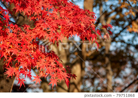 東京木場公園秋葉的紅色 79751868