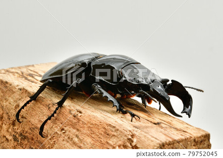 Thalandus Otoya stag beetle Thalandus Otoya stag beetle 79752045