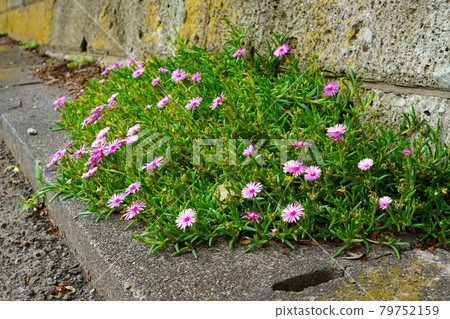 Flowers Flowers 79752159