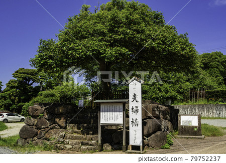 Yaegaki Shrine, Meoto Tsubaki, Renri Tama Tsubaki, Matsue City, Shimane Prefecture 79752237