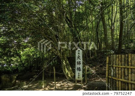 Yaegaki Shrine, Meoto Tsubaki, Koho Tsubaki, Matsue City, Shimane Prefecture 79752247