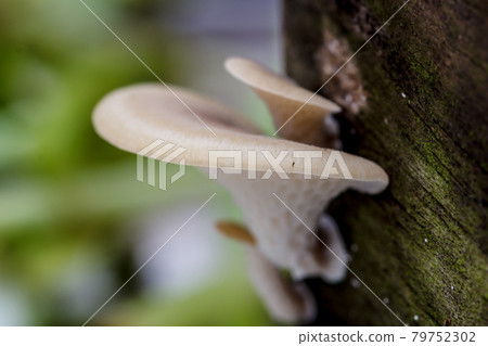 poisonous mushrooms poisonous mushrooms 79752302