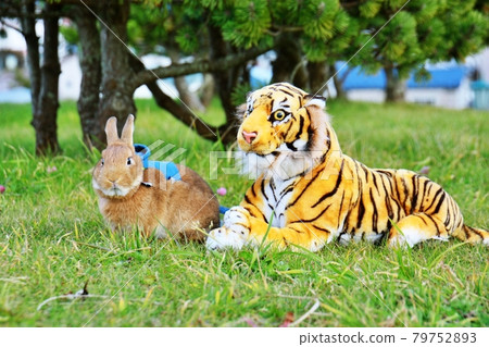 Usagi & Tora 79752893