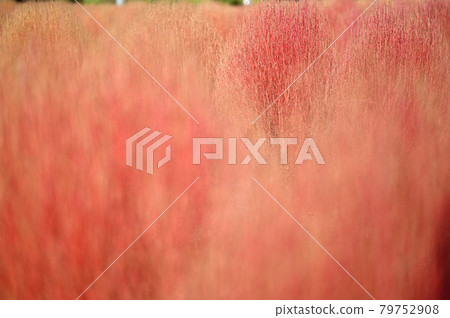 Autumn-colored kokia 79752908