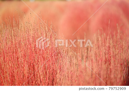 Autumn-colored kokia 79752909