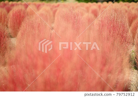 Autumn-colored kokia 79752912