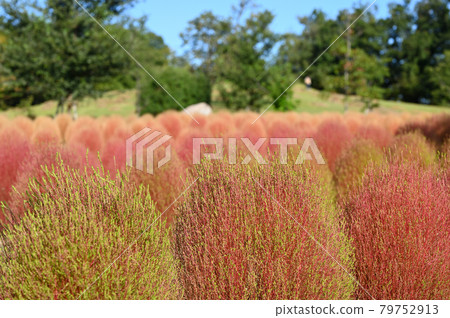 秋色kokia 79752913