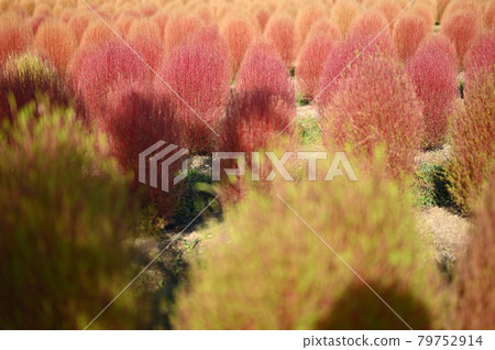 秋色kokia 79752914