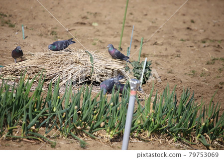 A flock of rock pigeons looking for food in the rice fields A flock of rock pigeons looking for food in the rice fields 79753069