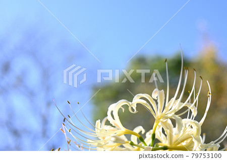 White cluster amaryllis White cluster amaryllis 79753100