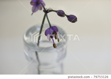 烏鴉花瓶中的樂教花 79753126