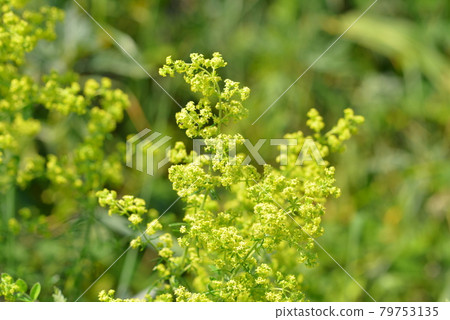 花朵黃色野花背景素材素材Kibana Kawaramatsuba照片素材 花朵黃色野花背景素材素材Kibana Kawaramatsuba照片素材 79753135