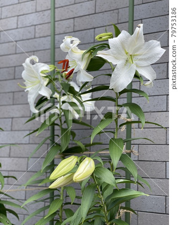 Casablanca flowers have bloomed 79753186