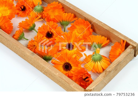 Flowers of common marigold, lat. Calendula officinalis on the sieve. Flowers of common marigold, lat. Calendula officinalis on the sieve. 79753236