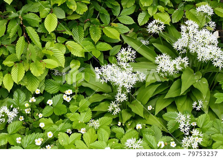 Flowering wild garlic or bear garlic, broad-leaved garlic, lat. Allium ursinum and wild strawberries, lat. Fragaria vesca in front. 79753237