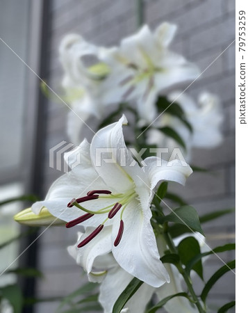 Casablanca flowers have bloomed 79753259