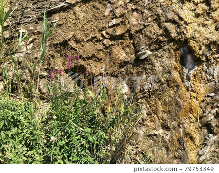 Background with mountain and flower leaves closeup Background with mountain and flower leaves closeup 79753349