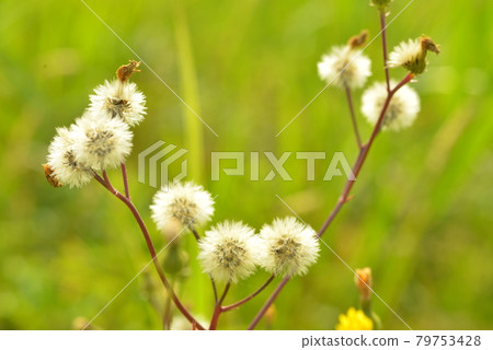Fluff 白色材料 Fluff Kouzorina 照片材料 Fluff 白色材料 Fluff Kouzorina 照片材料 79753428