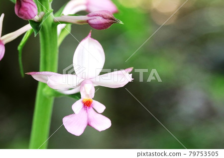 夏日盛開的琉球Webine(琉球calanthe discolor) 夏日盛開的琉球Webine(琉球calanthe discolor) 79753505
