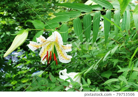 盛開的金線蓮 (Yamayuri) 盛開的金線蓮 (Yamayuri) 79753506