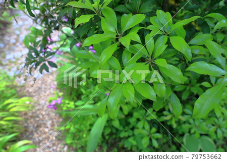 Gardening garden 79753662