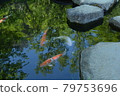 池塘的鯉魚 79753696