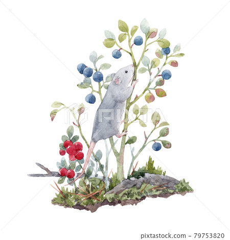 Beautiful stock animal illustration with cute natural watercolor hand drawn composition of mouse and forest berries. 79753820