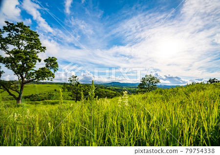 White clouds floating in the blue sky in summer Landscape of the meadow of Oshito stone White clouds floating in the blue sky in summer Landscape of the meadow of Oshito stone 79754338