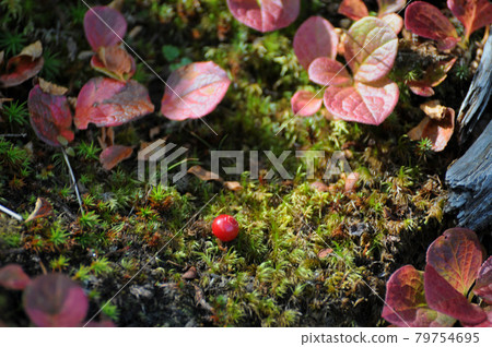 高山植物 79754695