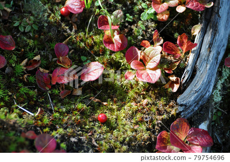 高山植物 高山植物 79754696